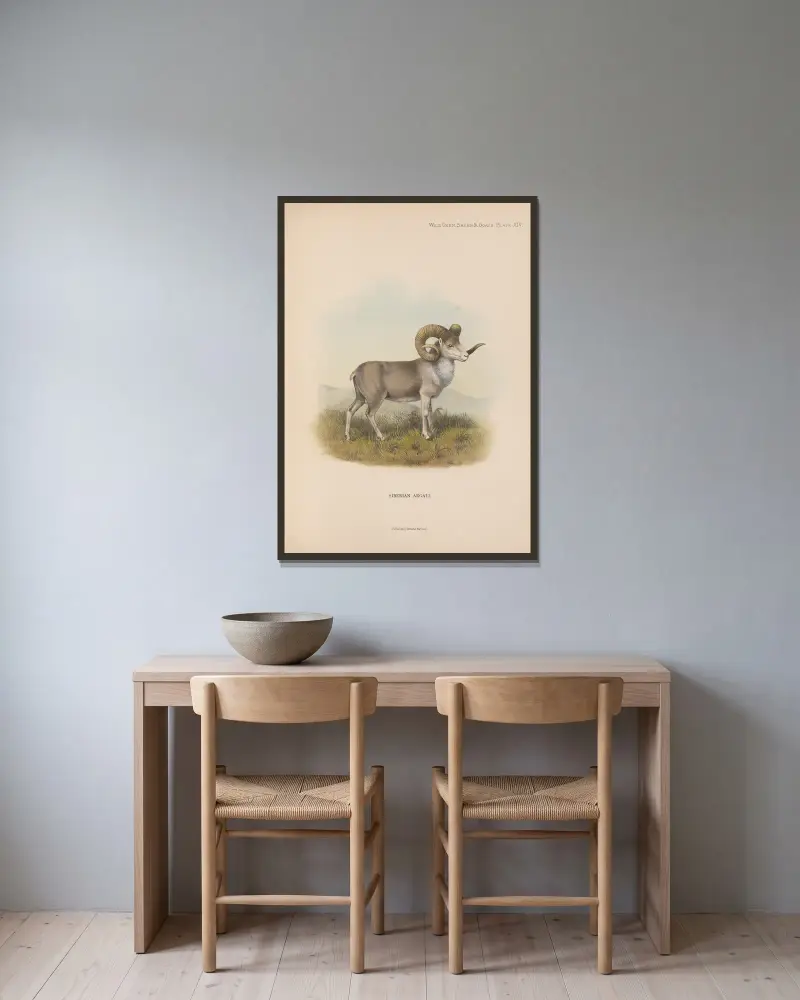 Siberian Argali, Richard Lydekker w ramie na ścianie