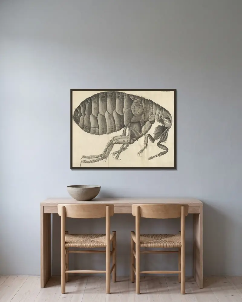 Mikroskopische Ansicht eines Flohs von Robert Hooke gerahmt an einer Wand