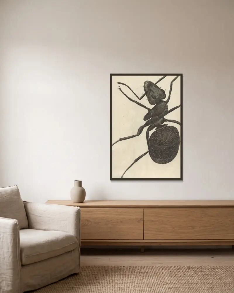 Microscopic view of an ant or pismire av Robert Hooke inramad på en vägg