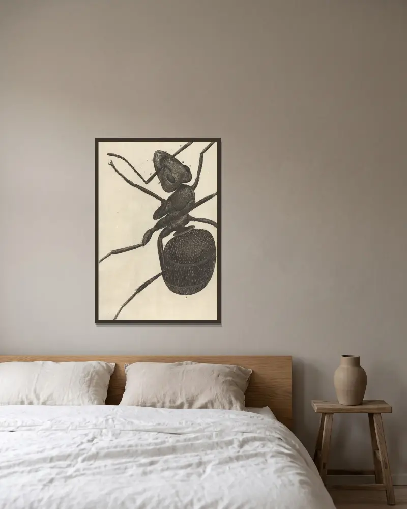 Microscopic view of an ant or pismire av Robert Hooke inramad på en vägg