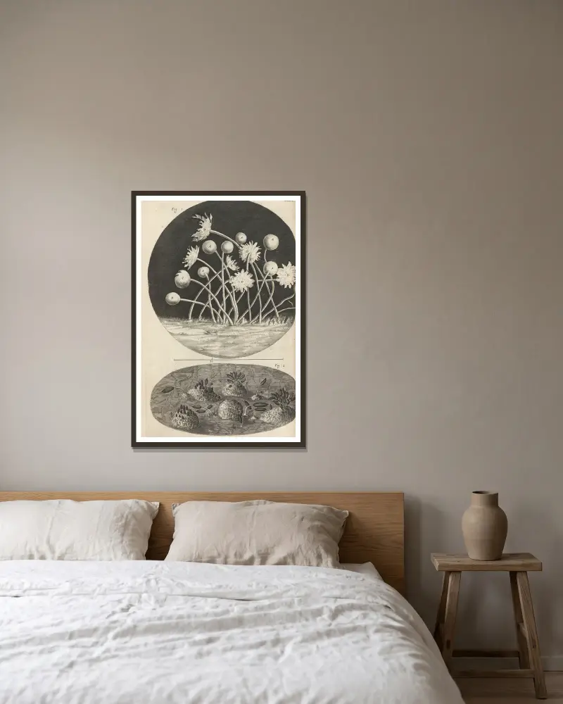 Mikroskopisk vy av löv och mögel av Robert Hooke inramad på en vägg
