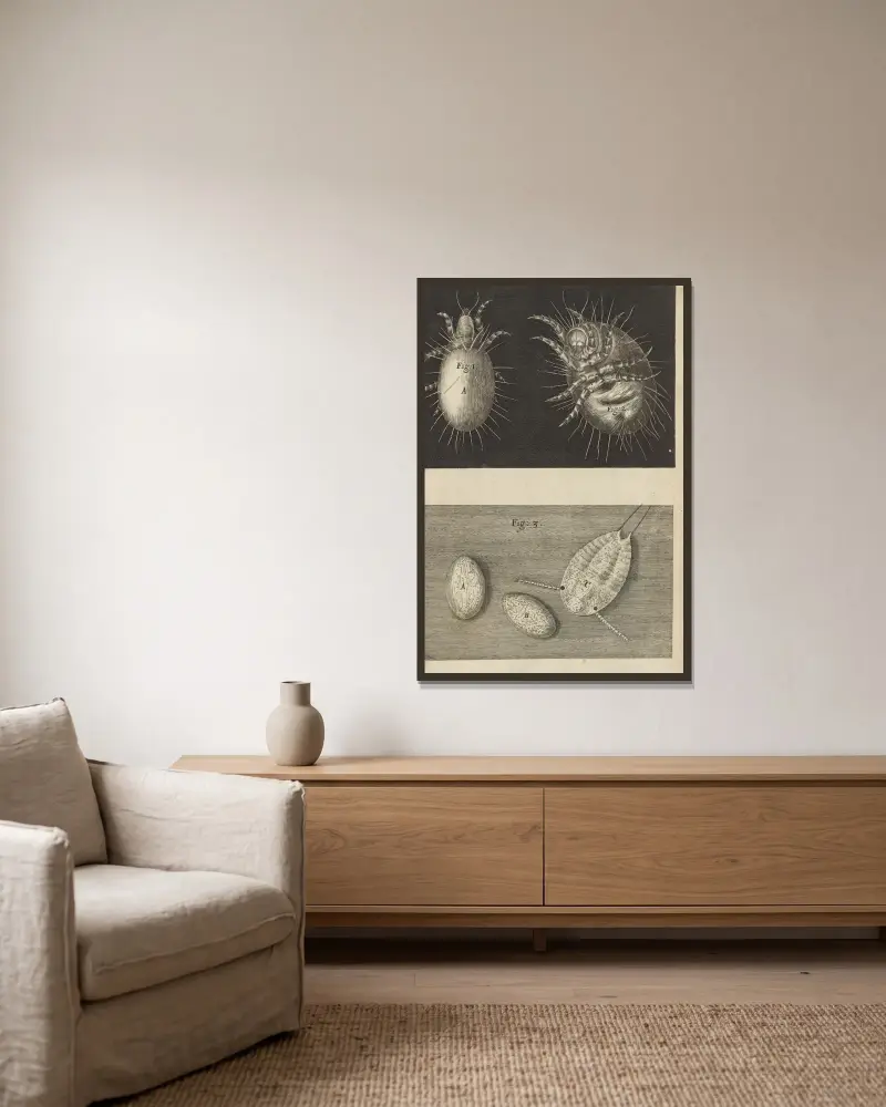 Mikroskopische Ansicht von Milben von Robert Hooke gerahmt an einer Wand