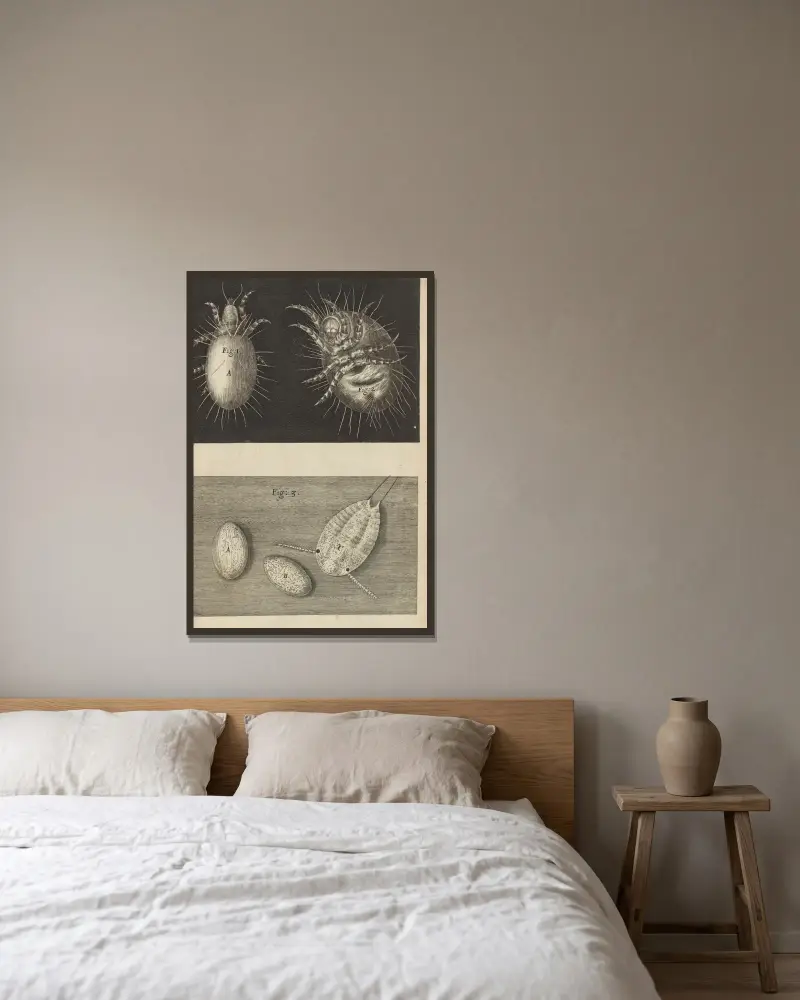 Mikroskopische Ansicht von Milben von Robert Hooke gerahmt an einer Wand