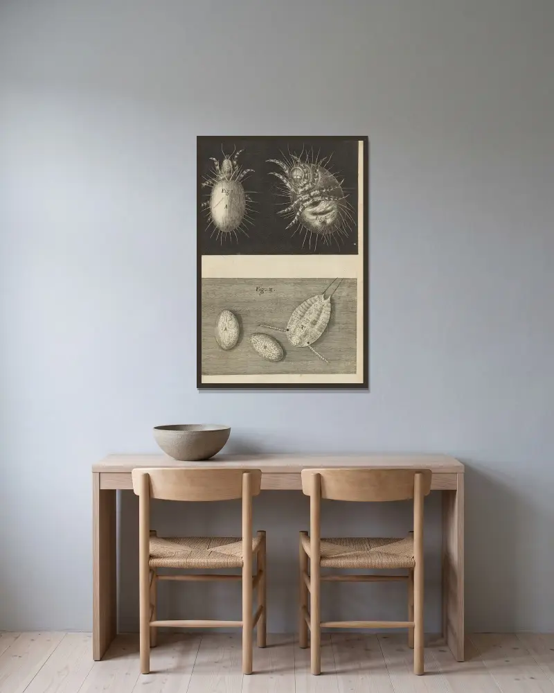 Mikroskopische Ansicht von Milben von Robert Hooke gerahmt an einer Wand