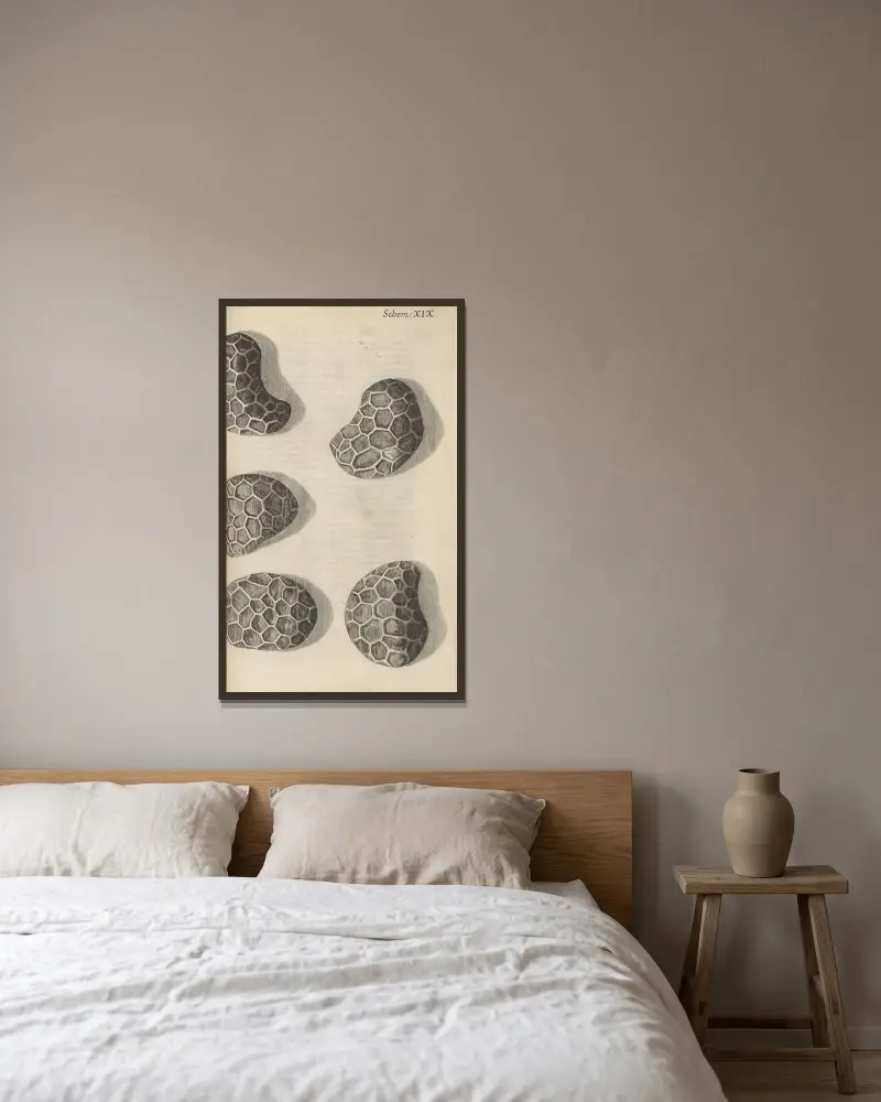 Mohnsamen unter dem Mikroskop von Robert Hooke gerahmt an einer Wand