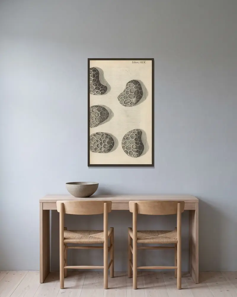 Mohnsamen unter dem Mikroskop von Robert Hooke gerahmt an einer Wand