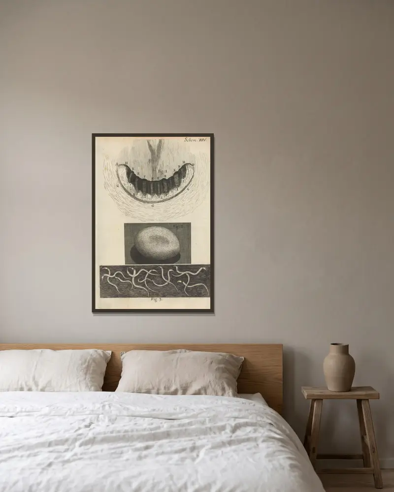 Microscopic view of snail teeth and silkworm egg av Robert Hooke inramad på en vägg