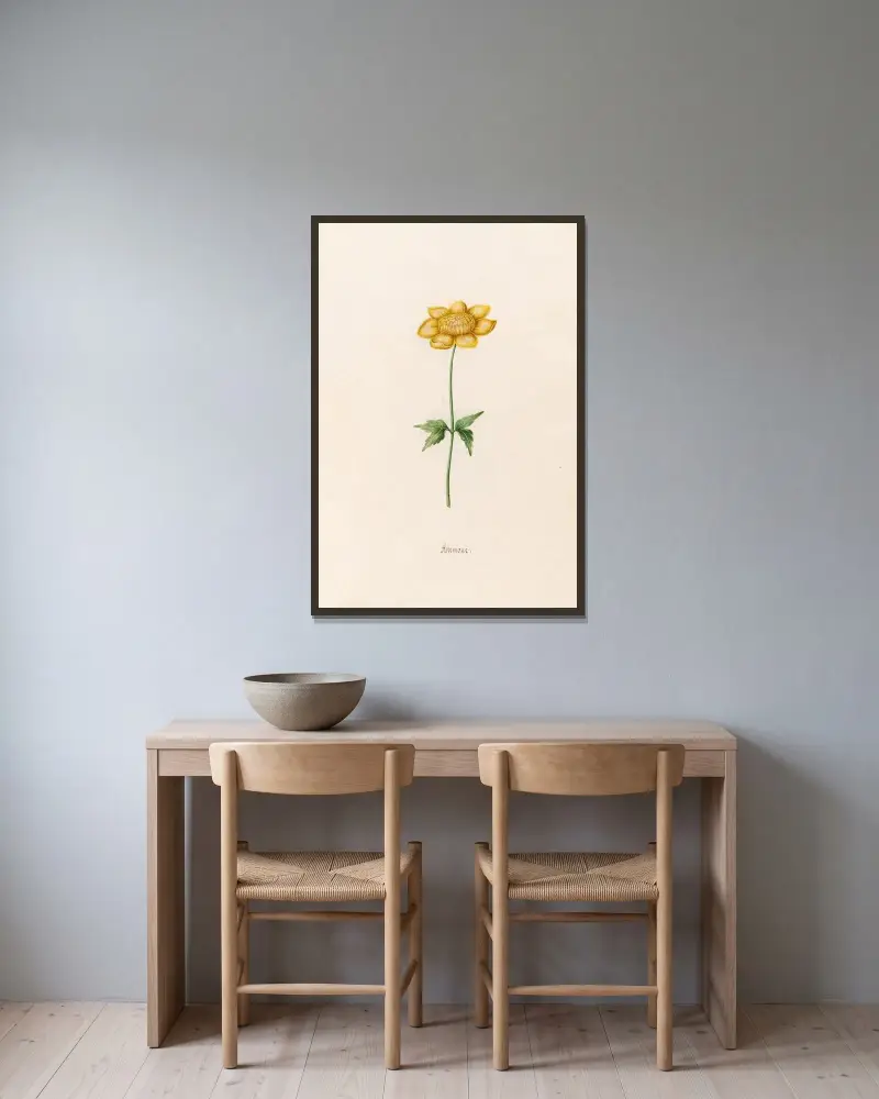 Anemone, 1692 – Nr. 10 von Magdelena Rosina Funck gerahmt an einer Wand