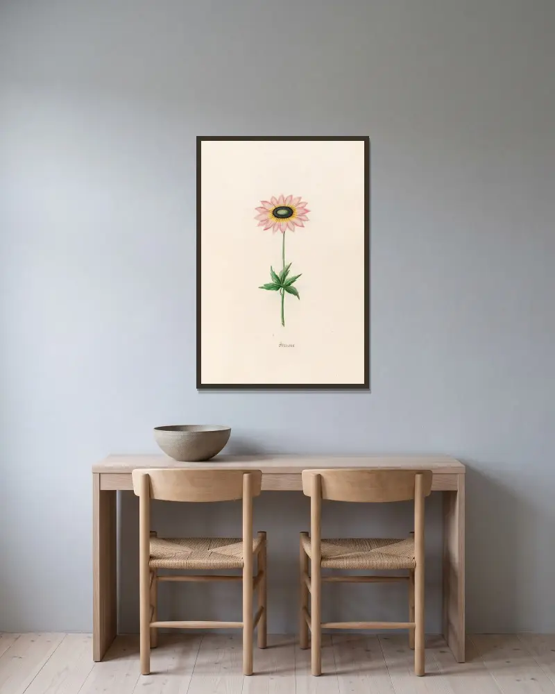 Anemone, 1692 – Nr. 1 von Magdelena Rosina Funck gerahmt an einer Wand