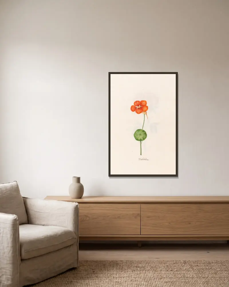 Nasturtium, 1692 – č. 2, Magdelena Rosina Funck v rámu na stěně