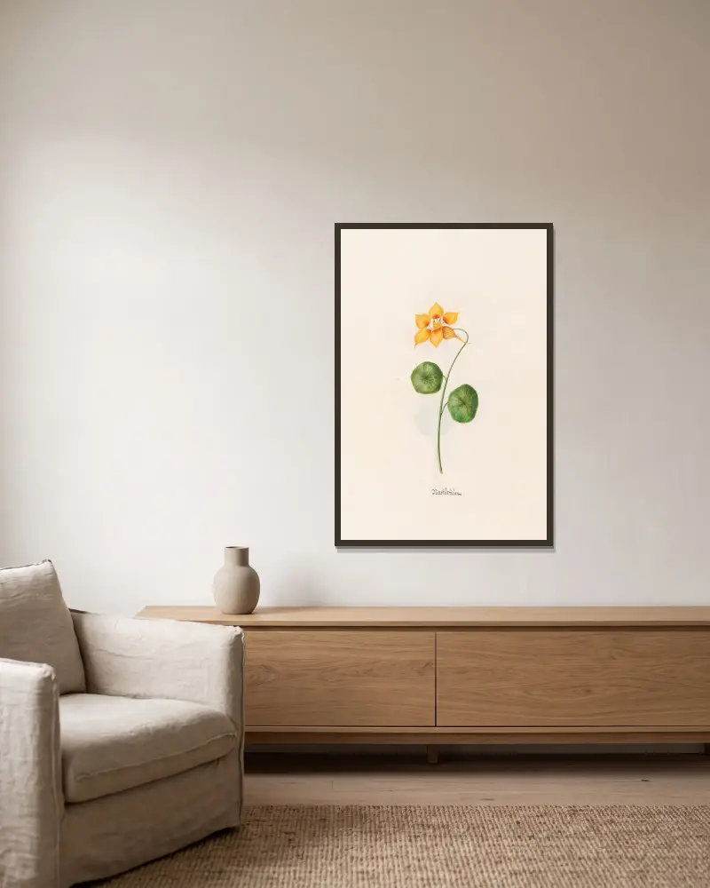 Nasturtium, 1692 – Nr. 1 von Magdelena Rosina Funck gerahmt an einer Wand