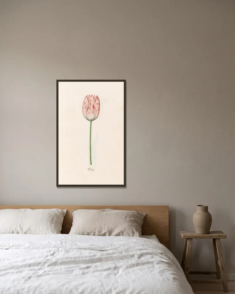 Tulipa, 1692 – nr 2, Magdelena Rosina Funck w ramie na ścianie