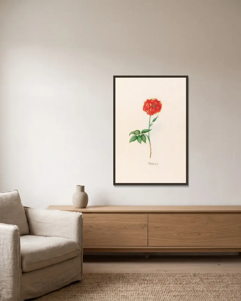 Türckische Rose von Magdelena Rosina Funck gerahmt an einer Wand