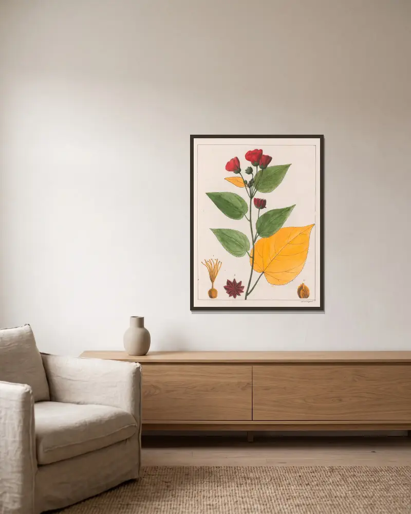 Abutilon Esculentum von Auguste de Saint-Hilaire gerahmt an einer Wand