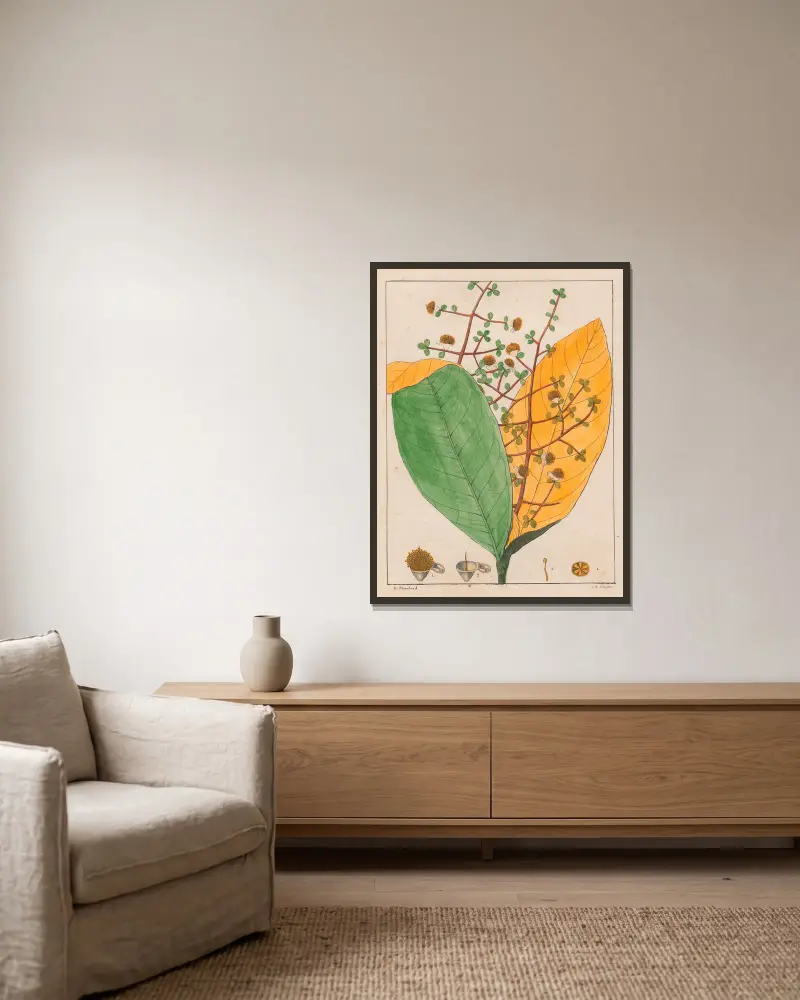 Calyptranthes Aromatica von Auguste de Saint-Hilaire gerahmt an einer Wand