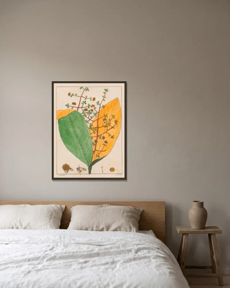 Calyptranthes Aromatica von Auguste de Saint-Hilaire gerahmt an einer Wand