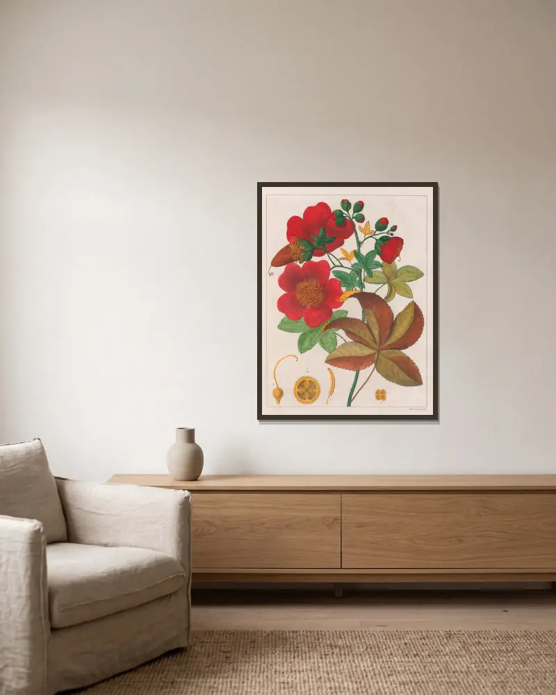 Cochlospermum Insigne av Auguste de Saint-Hilaire inramad på en vägg