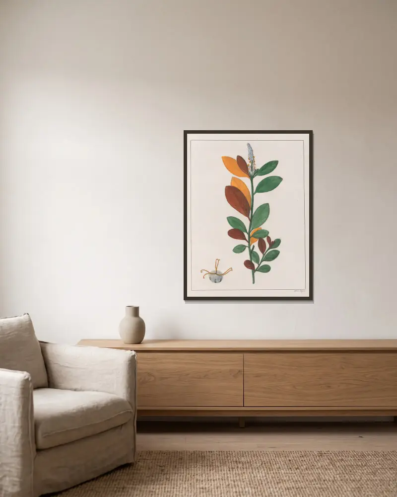 Croton Campestris, Auguste de Saint-Hilaire w ramie na ścianie