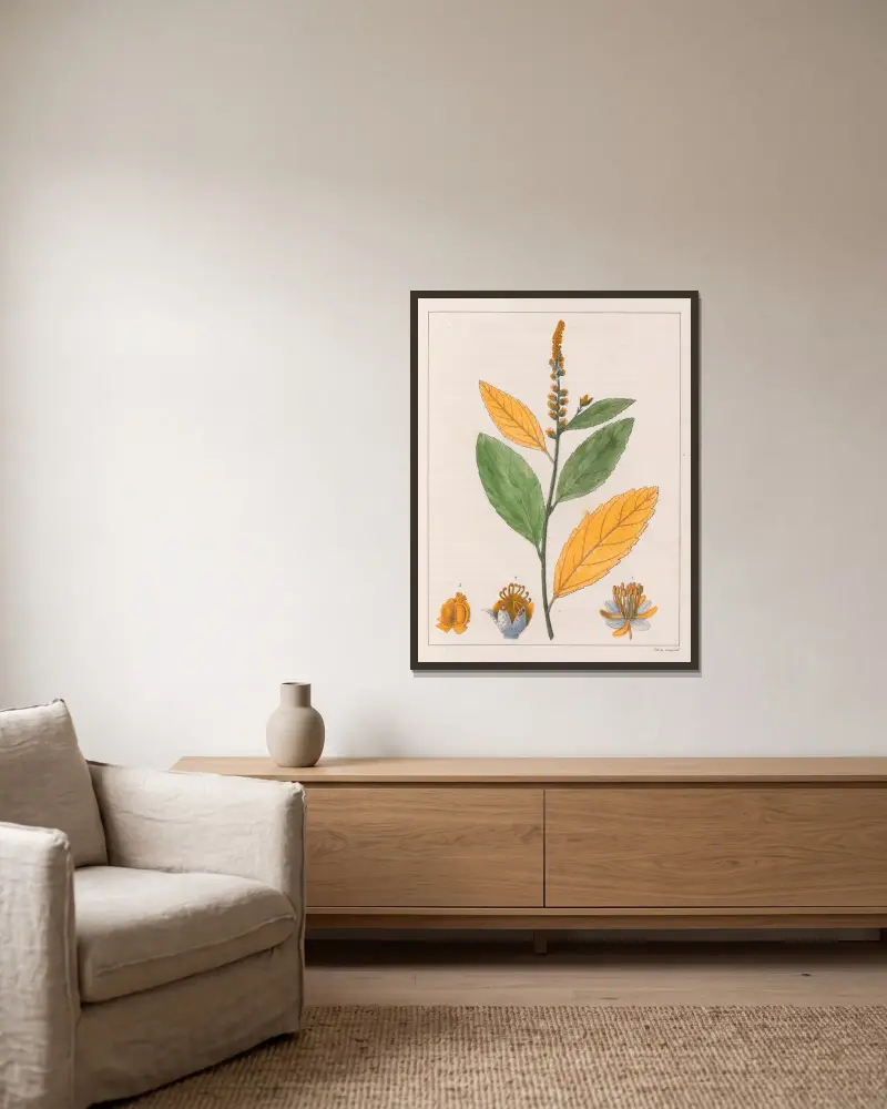 Croton Perdicipes av Auguste de Saint-Hilaire inramad på en vägg