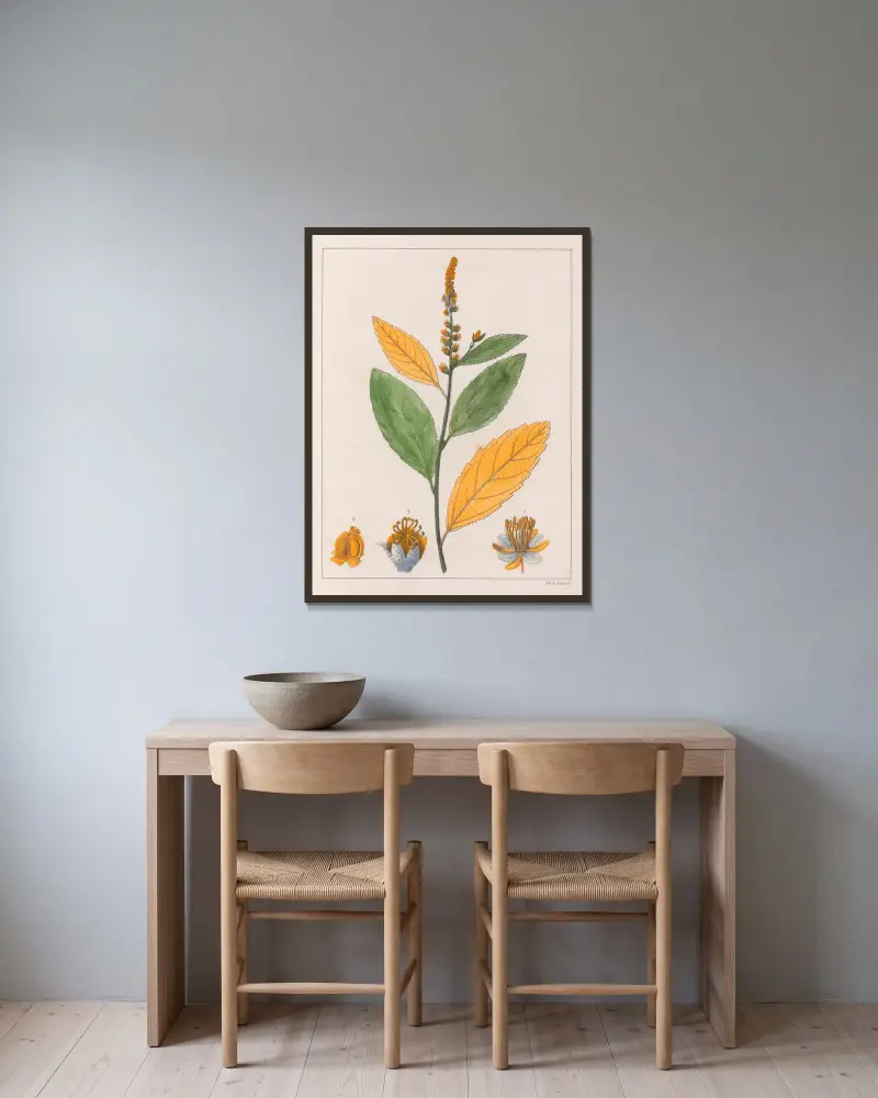 Croton Perdicipes av Auguste de Saint-Hilaire inramad på en vägg