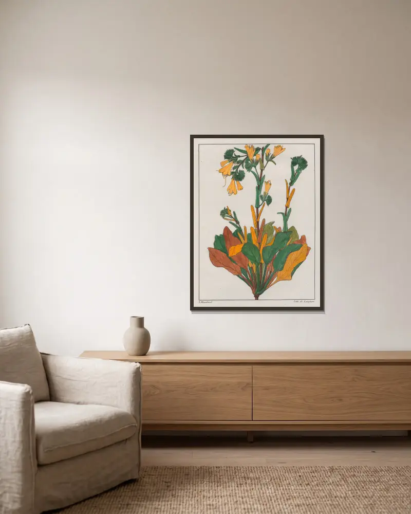Echium Plantagineum av Auguste de Saint-Hilaire inramad på en vägg