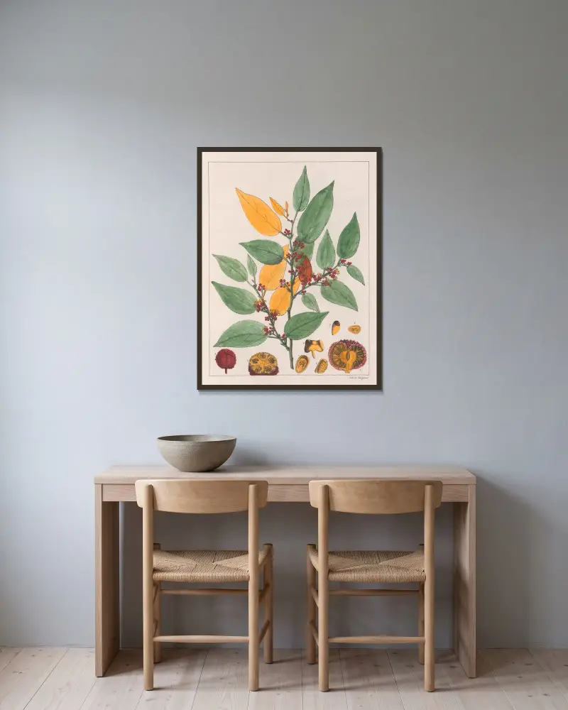 Guazuma Ulmifolia von Auguste de Saint-Hilaire gerahmt an einer Wand