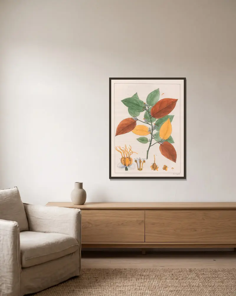 Guazuma Ulmifolia Varietas av Auguste de Saint-Hilaire inramad på en vägg