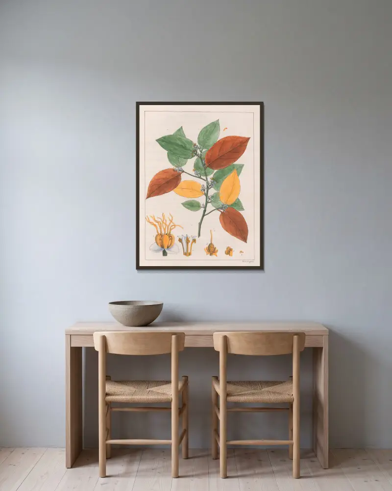 Guazuma Ulmifolia Varietas av Auguste de Saint-Hilaire inramad på en vägg