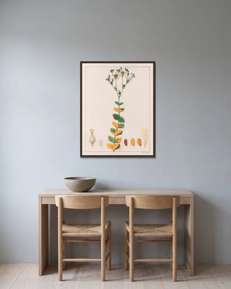 Hypericum Connatum av Auguste de Saint-Hilaire inramad på en vägg
