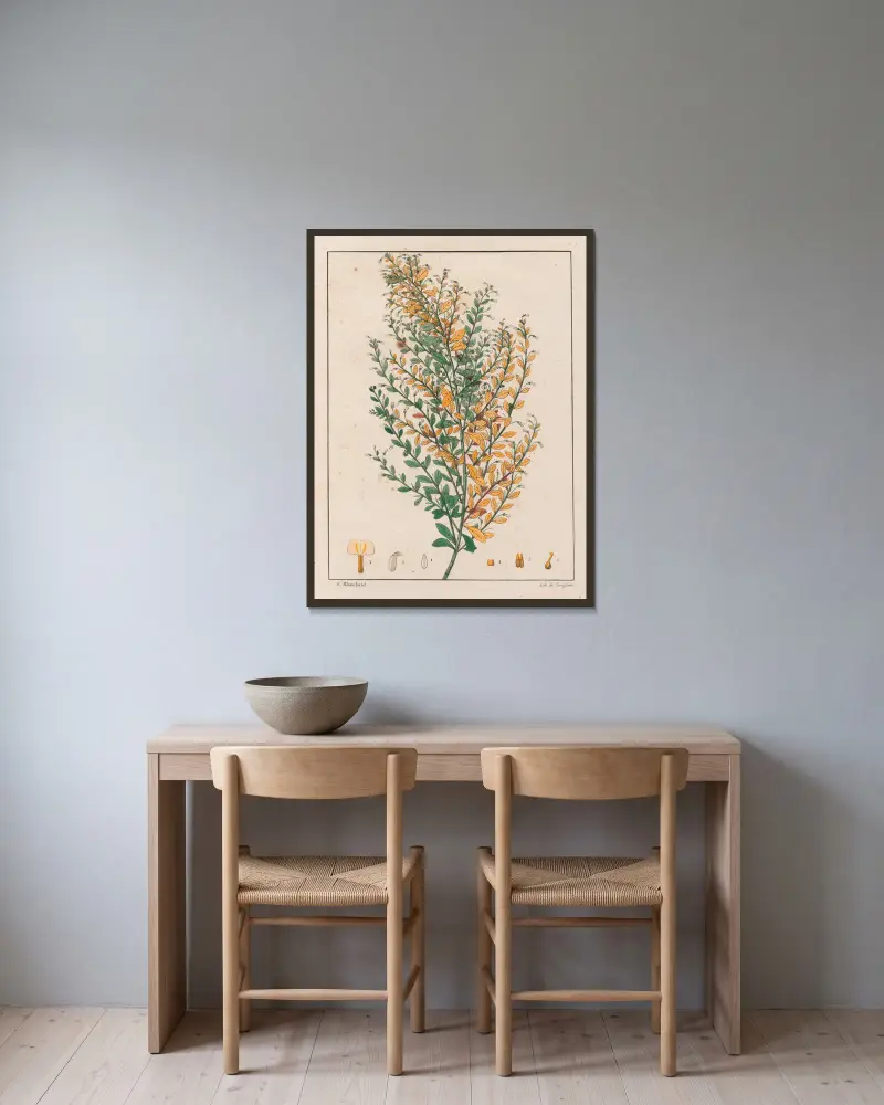 Ionidium Parviflorum von Auguste de Saint-Hilaire gerahmt an einer Wand