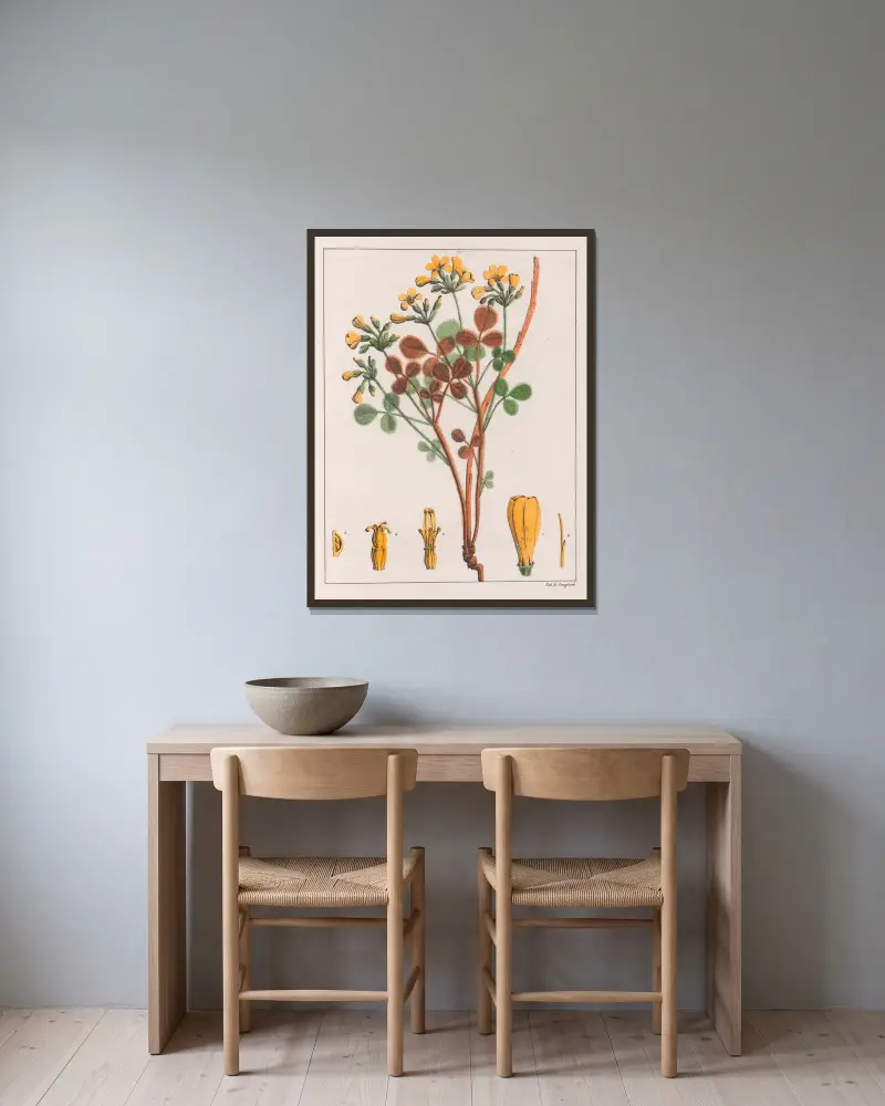 Oxalis Fulva von Auguste de Saint-Hilaire gerahmt an einer Wand
