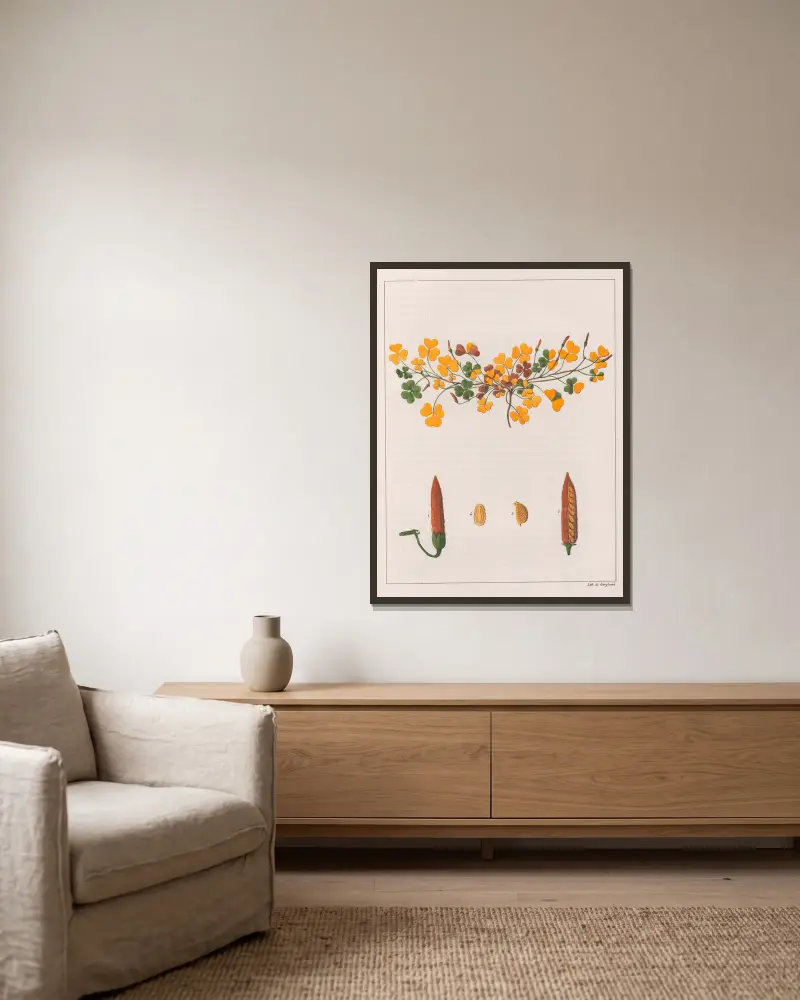 Oxalis Repens von Auguste de Saint-Hilaire gerahmt an einer Wand