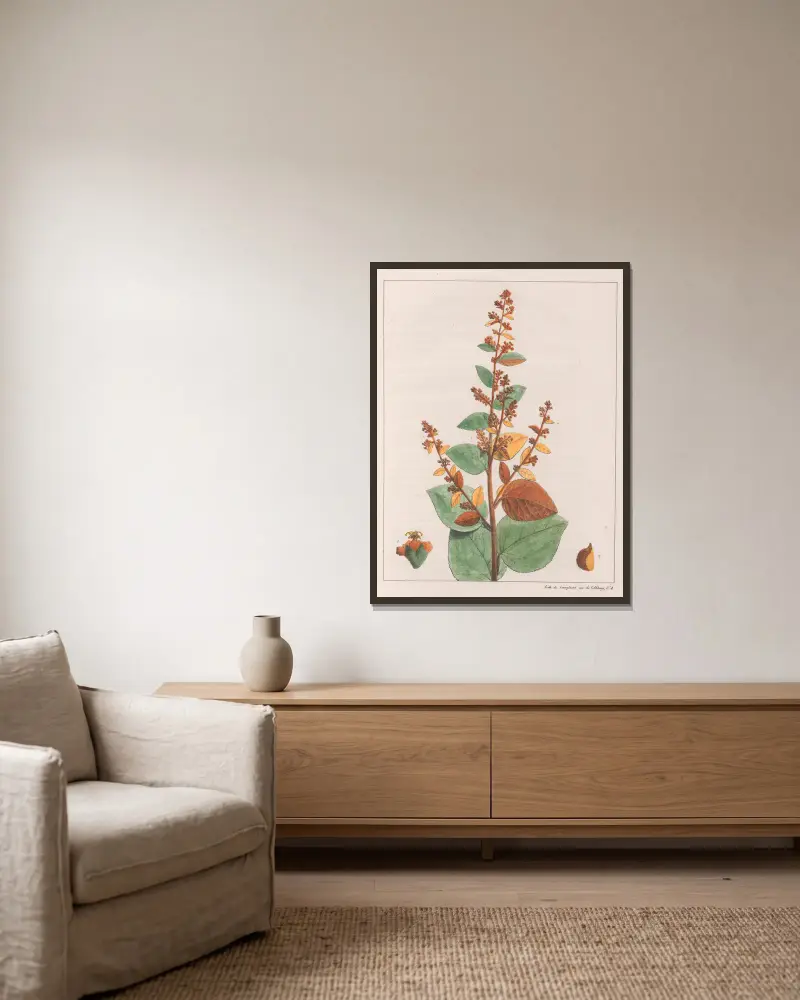 Sida micrantha von Auguste de Saint-Hilaire gerahmt an einer Wand