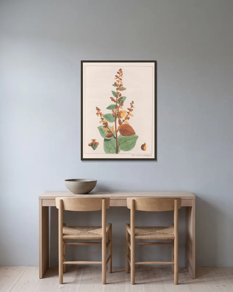 Sida micrantha von Auguste de Saint-Hilaire gerahmt an einer Wand