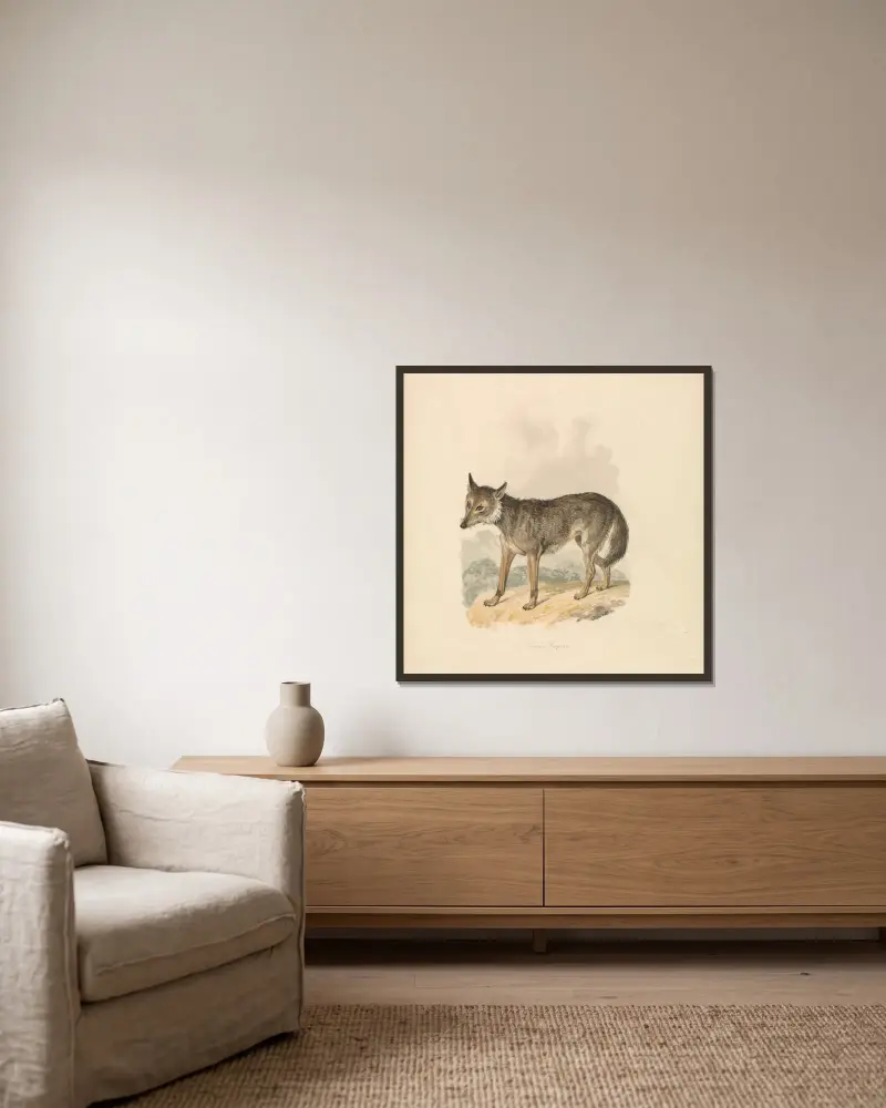 Canis Lupus, oder Grauer Wolf von Samuel Howitt gerahmt an einer Wand
