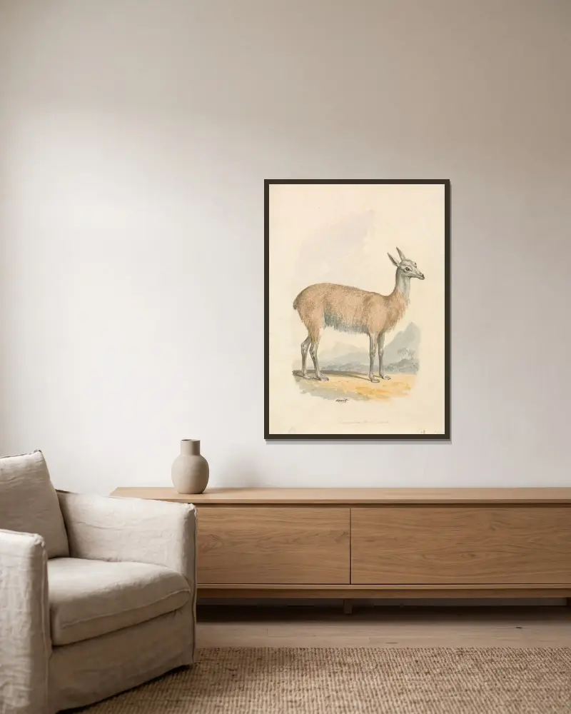 Llama von Samuel Howitt gerahmt an einer Wand