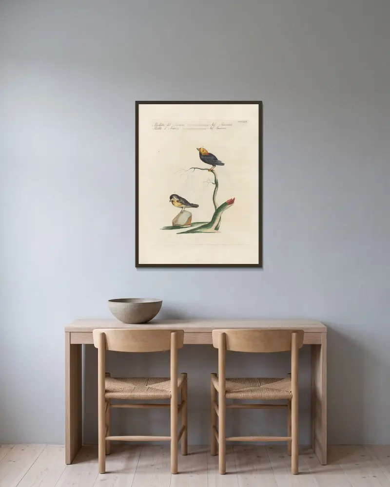 Ornithologia methodice digesta Pl.351 av Saverio Manetti inramad på en vägg