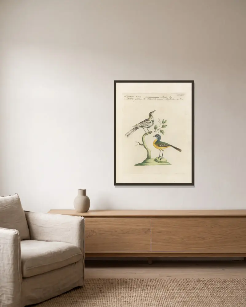 Ornithologia methodice digesta Pl.367 av Saverio Manetti inramad på en vägg