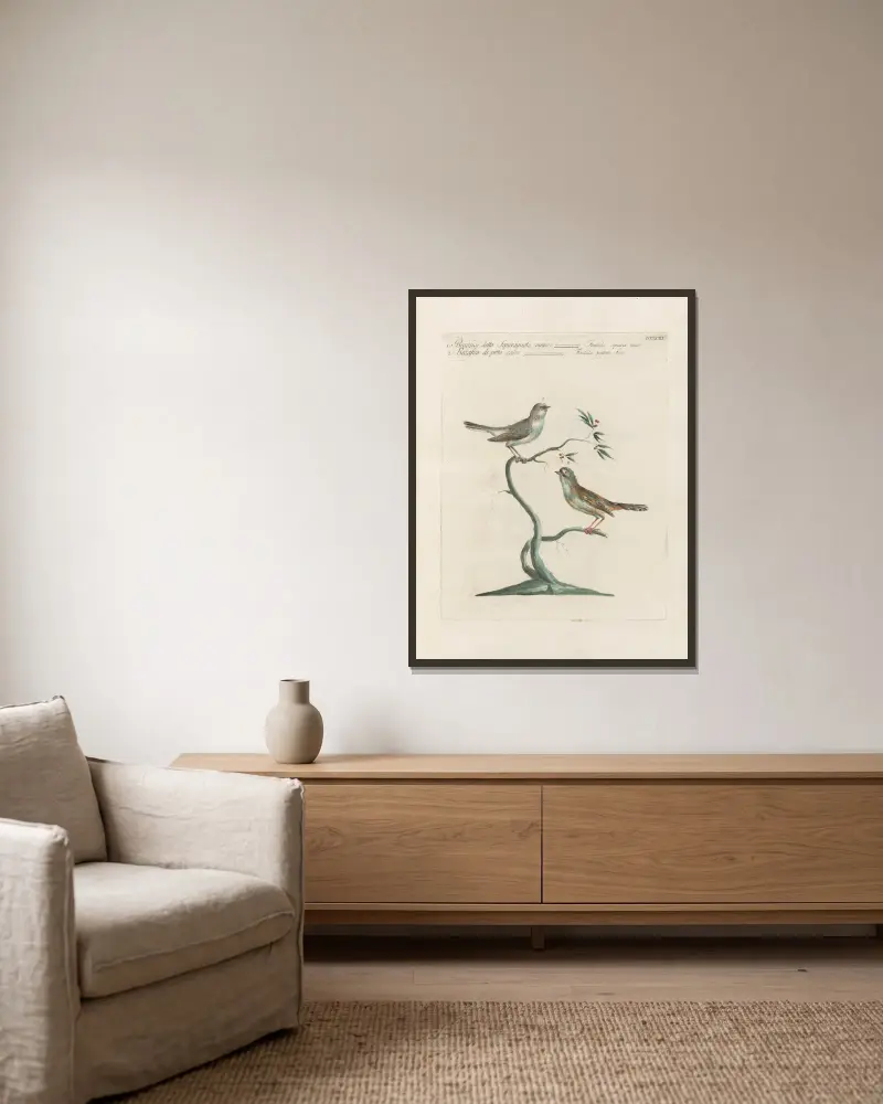 Ornithologia methodice digesta Pl.375 av Saverio Manetti inramad på en vägg