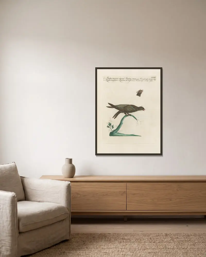Ornithologia methodice digesta Pl.394 av Saverio Manetti inramad på en vägg