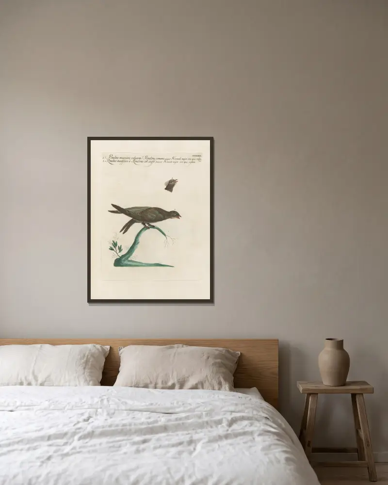 Ornithologia methodice digesta Pl.394 av Saverio Manetti inramad på en vägg