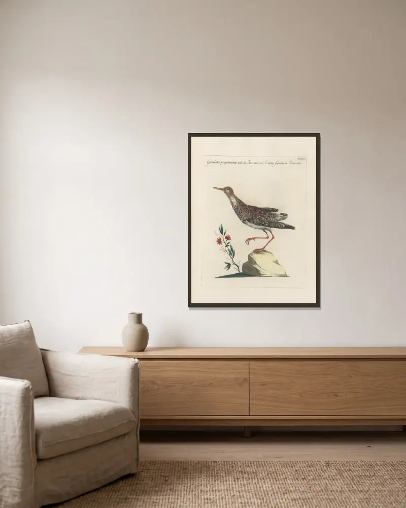 Ornithologia methodice digesta Pl.447 av Saverio Manetti inramad på en vägg