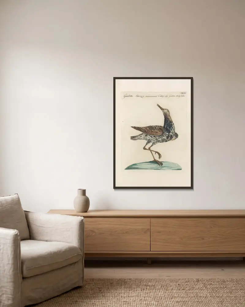 Ornithologia methodice digesta Pl.448 av Saverio Manetti inramad på en vägg