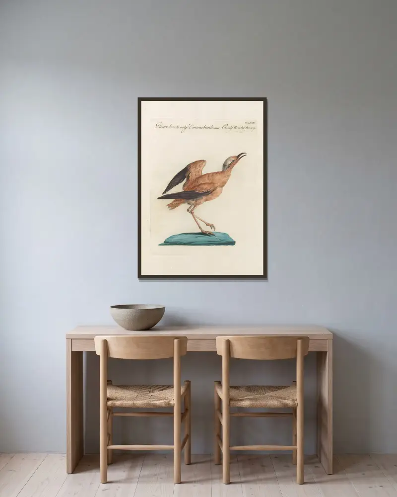Ornithologia methodice digesta Pl.456 av Saverio Manetti inramad på en vägg