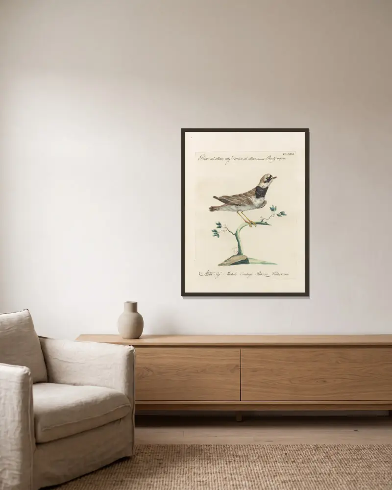 Ornithologia methodice digesta Pl.458 av Saverio Manetti inramad på en vägg
