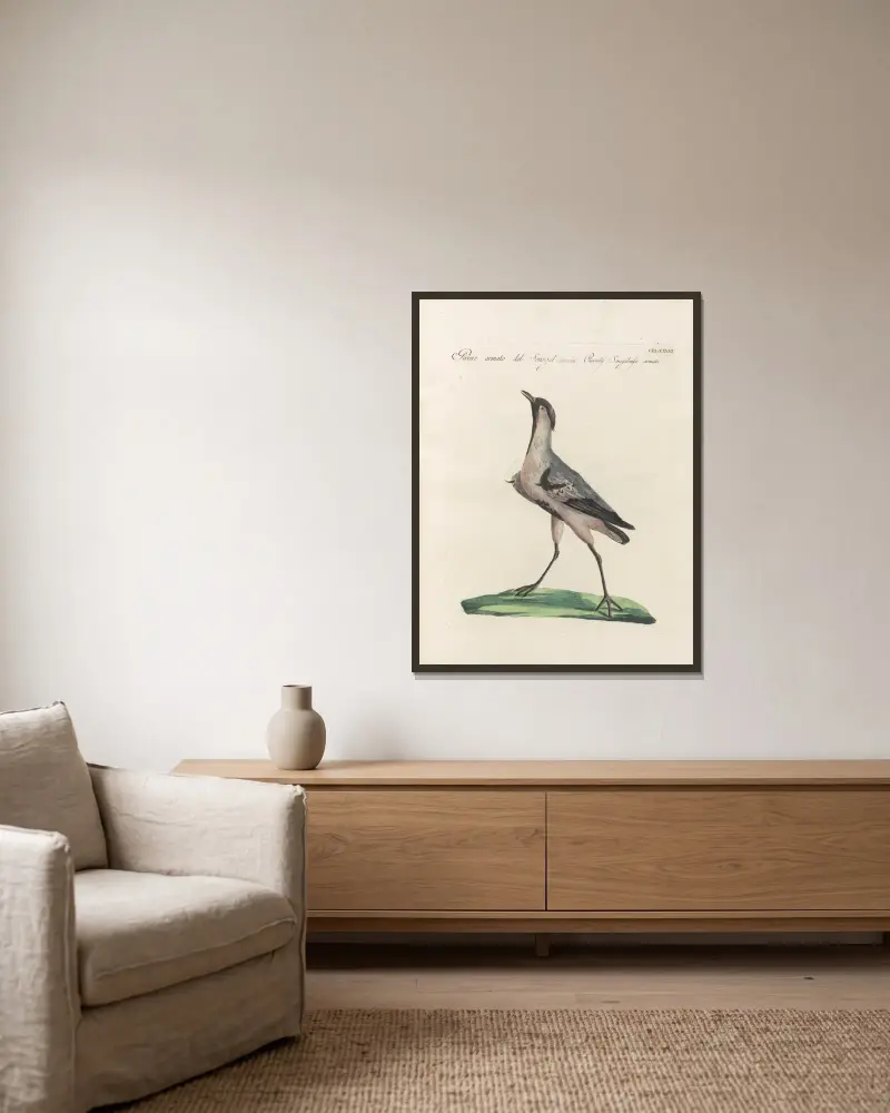 Ornithologia methodice digesta Pl.460 av Saverio Manetti inramad på en vägg