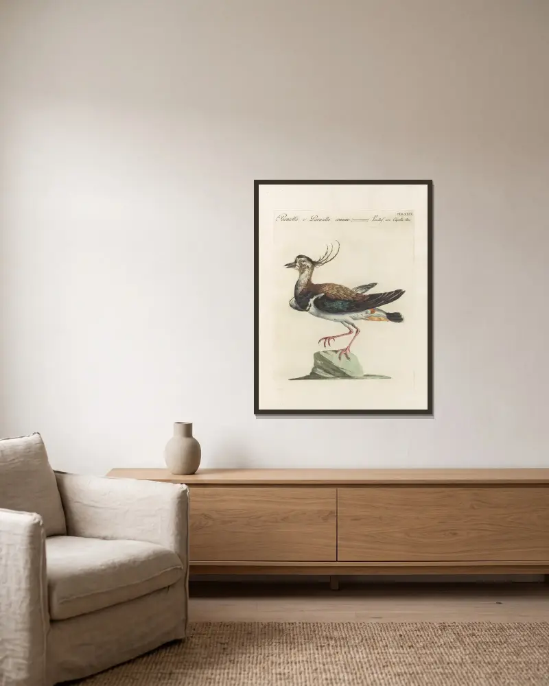 Ornithologia methodice digesta Pl.461 av Saverio Manetti inramad på en vägg