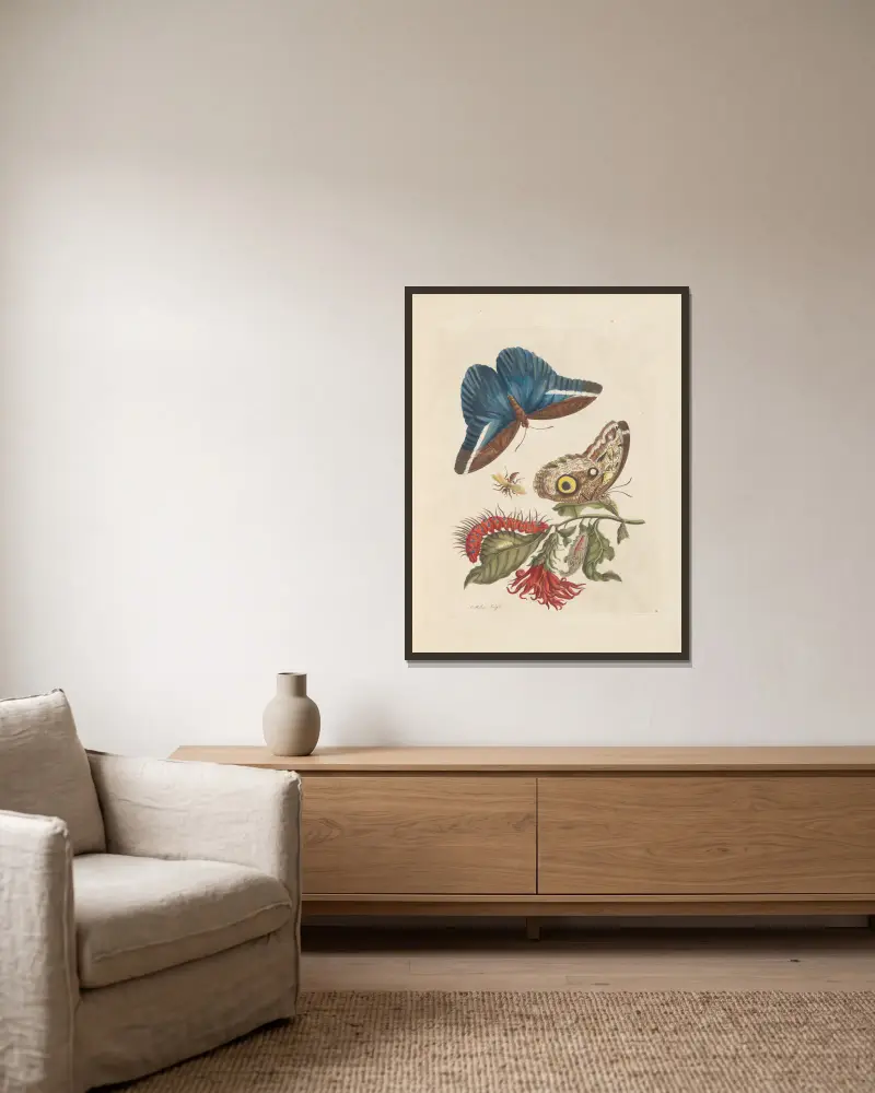 Abhandlung über die Fortpflanzung und Verwandlung der Insekten in Surinam, Taf. 48 von Maria Sibylla Merian gerahmt an einer Wand