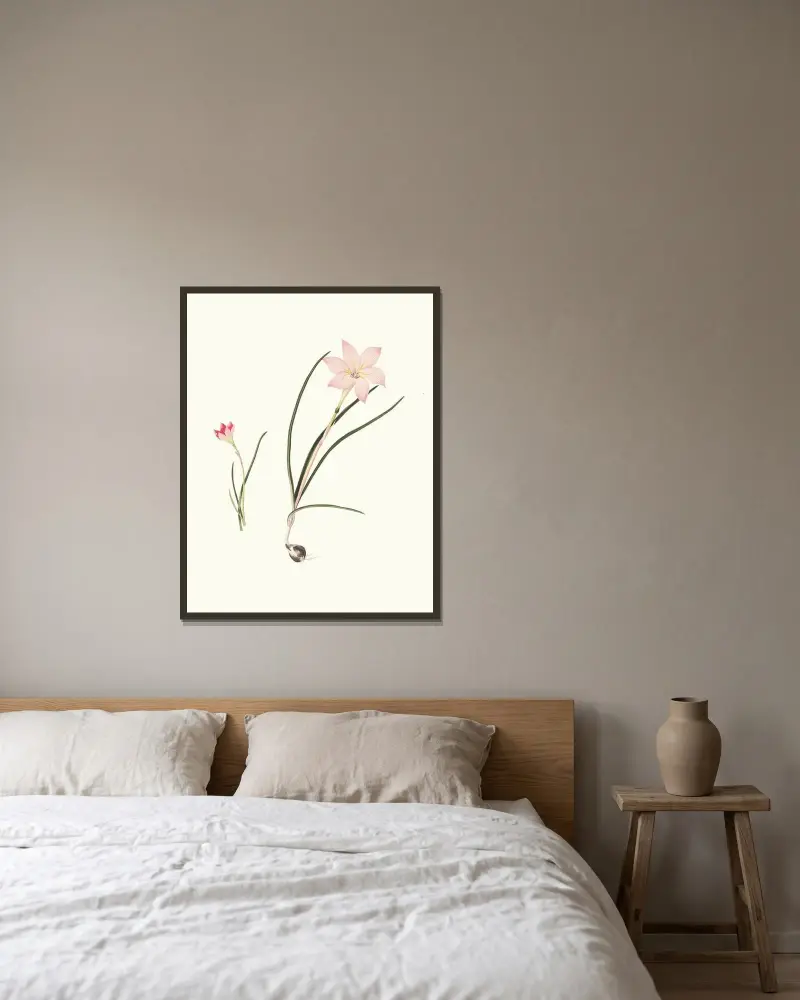 1. Zephyranthes Carinatus. 2. Zephyranthes Rosea. av Priscilla Susan Bury inramad på en vägg