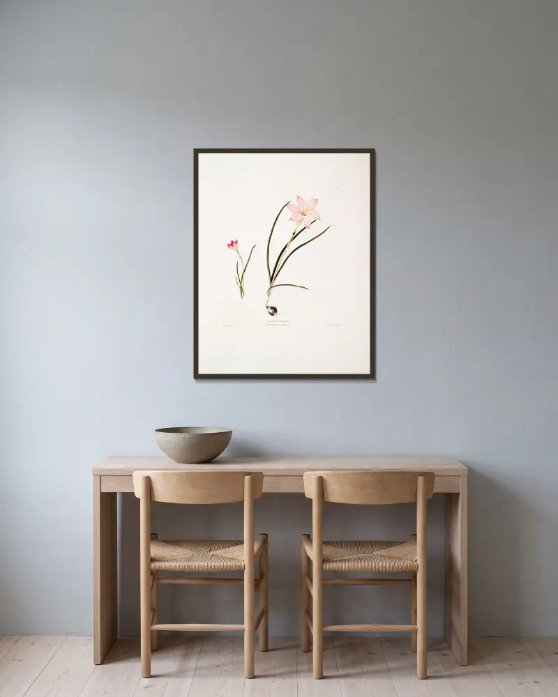 1. Zephyranthes carinatus. 2. Zephyranthes rosea. (Regnlilja) av Priscilla Susan Bury inramad på en vägg